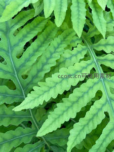 明亮光线中通透的蕨类叶片