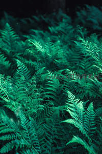 茂密蕨丛构成的绿色海洋