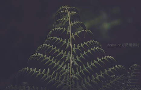 逆光下蕨叶的精致轮廓