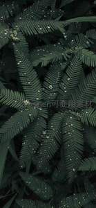 雨后深绿蕨叶上的水珠晶莹