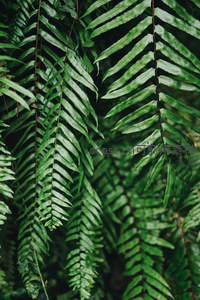 繁茂蕨丛，绿意盎然的自然画卷