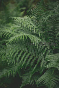 深林蕨影，幽静神秘的绿色世界