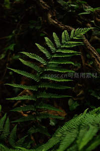 林间一隅，蕨叶在树影下舒展