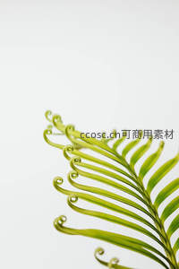 卷曲新芽，蕨叶初生的优雅姿态