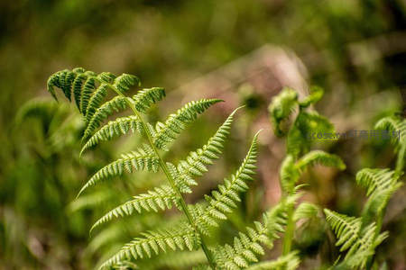 新生蕨叶，在阳光下舒展希望