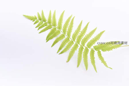 清新蕨叶特写，自然绿意盎然