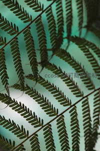 光影交错的蕨类叶脉艺术