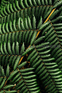 深绿蕨叶密布，自然纹理盛宴