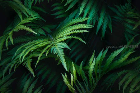 暗影中的蕨叶丛，神秘绿意盎然
