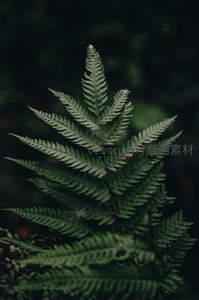 深林中的翠绿蕨叶特写