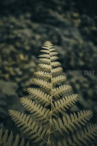 复古色调的单株蕨叶