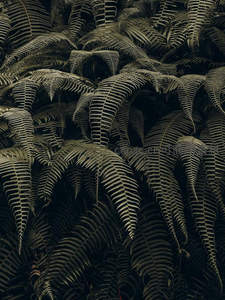 密集蕨叶构成的自然纹理