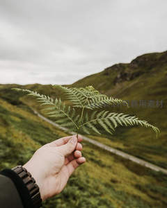 手中轻握的蕨叶与山野