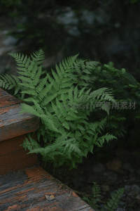 木阶旁悄然生长的蕨丛