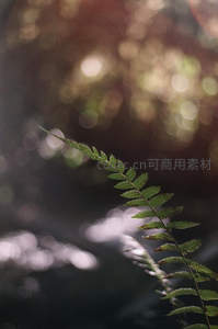 逆光中摇曳的单支蕨叶