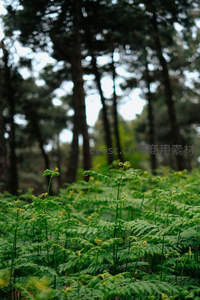 林间空地上成片的蕨类植物