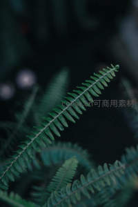 深绿蕨叶在幽暗背景中舒展