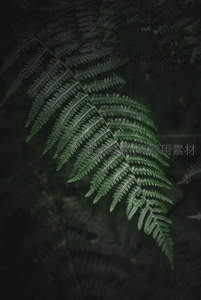 暗调光影下的蕨类叶片细节