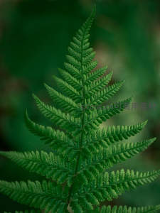 鲜嫩蕨叶在阳光下舒展生长