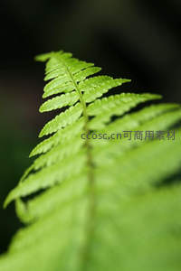 浅绿蕨叶特写展现柔美姿态
