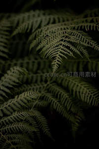 深色背景中层叠的蕨类群落