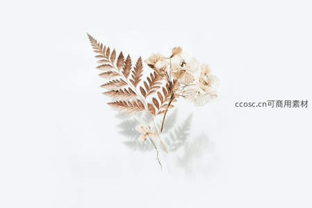 干枯蕨叶与小花的复古静物组合