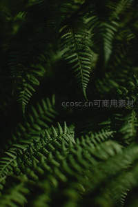 暗影中若隐若现的蕨类植物群落