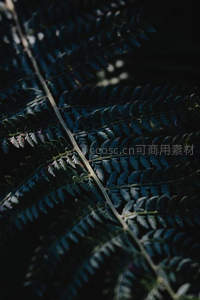 逆光下蕨叶脉络的深邃剪影