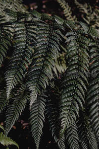 深绿蕨叶的自然纹理特写