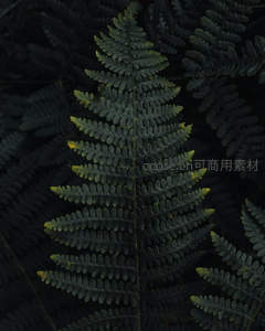 单片蕨叶的对称美学