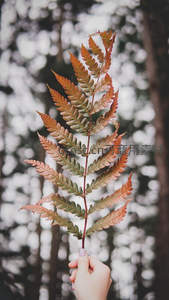 手握秋色蕨叶的温柔瞬间