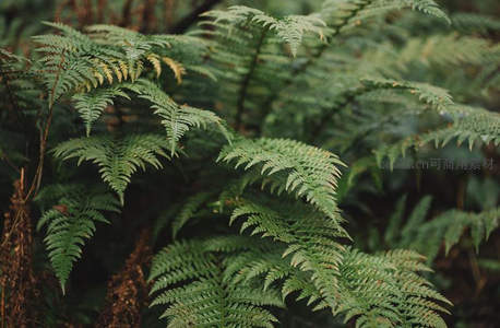 林间蕨丛随风轻摇，绿意盎然
