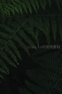 深绿蕨叶在幽暗中静谧舒展