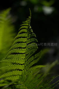 一株嫩绿蕨叶在光线下挺立