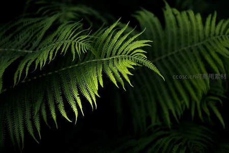 暗影中的蕨叶，透出生命绿意