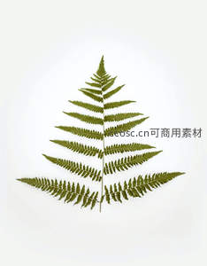 纯白背景下，对称蕨叶的几何之美