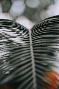 棕榈叶脉特写，自然纹理之美