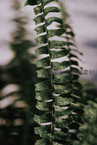 湿润蕨叶垂挂，绿意盎然