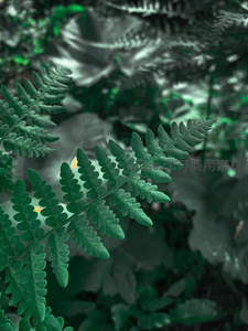 翠绿蕨丛层叠，生机勃勃