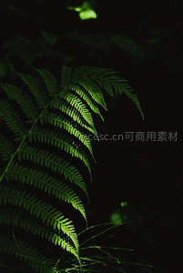 幽暗森林中的翠绿蕨叶特写