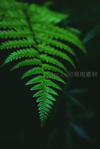 聚焦于蕨叶的精致纹理与形态