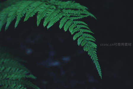 深色背景下鲜绿蕨叶的优雅曲线