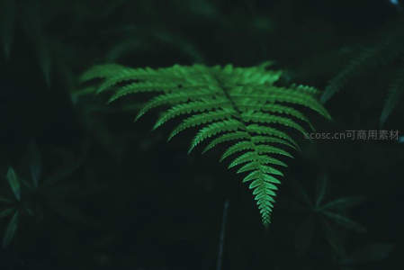 暗调背景中一抹鲜亮的蕨叶