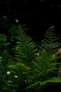 林间阳光穿透的茂盛蕨类丛生景象