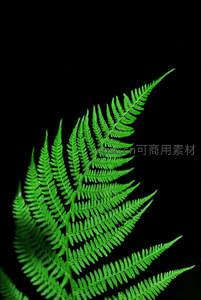 纯黑背景下的荧光绿蕨叶形态展示