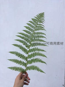 手握完整蕨叶于白墙前的静物构图