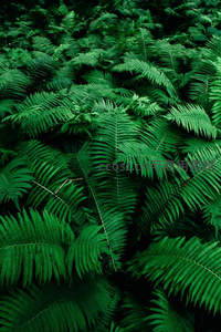 满屏翠绿蕨叶如地毯般铺展