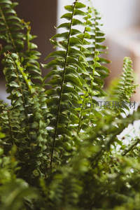室内盆栽蕨类绿意盎然特写