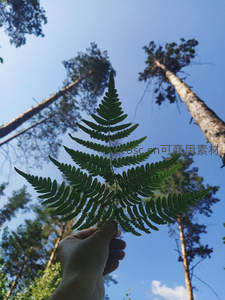 仰望蓝天举蕨叶，森林高耸入云霄