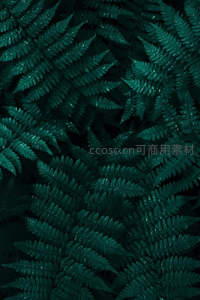 深绿蕨叶带水珠，幽暗森林静谧之美